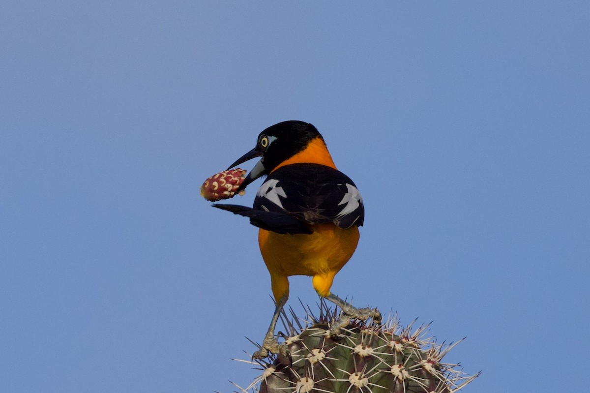 Venezuelan Troupial - ML627403239