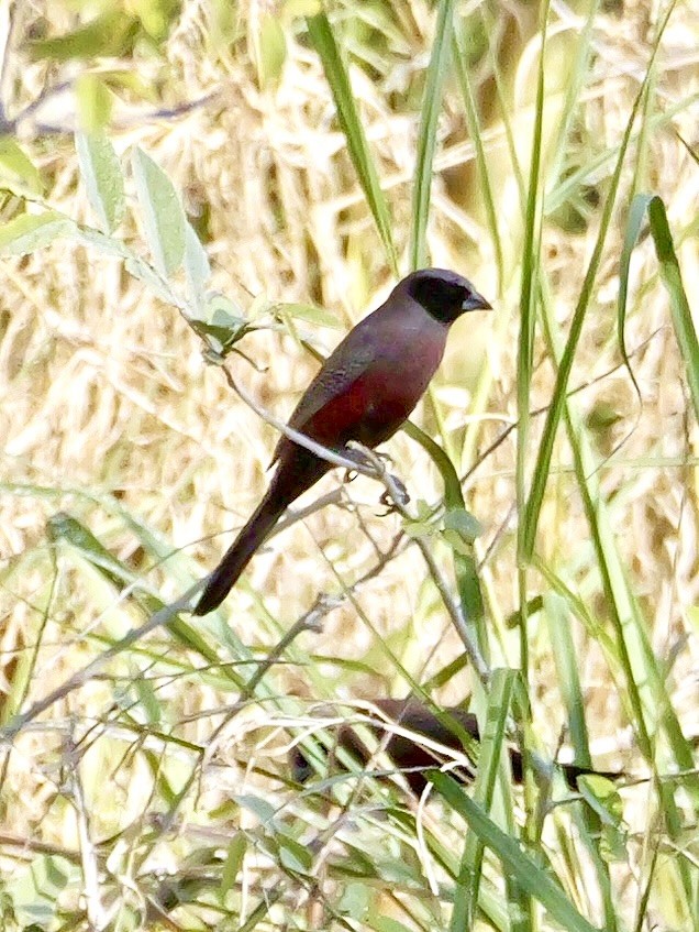 Black-faced Waxbill - ML627403470