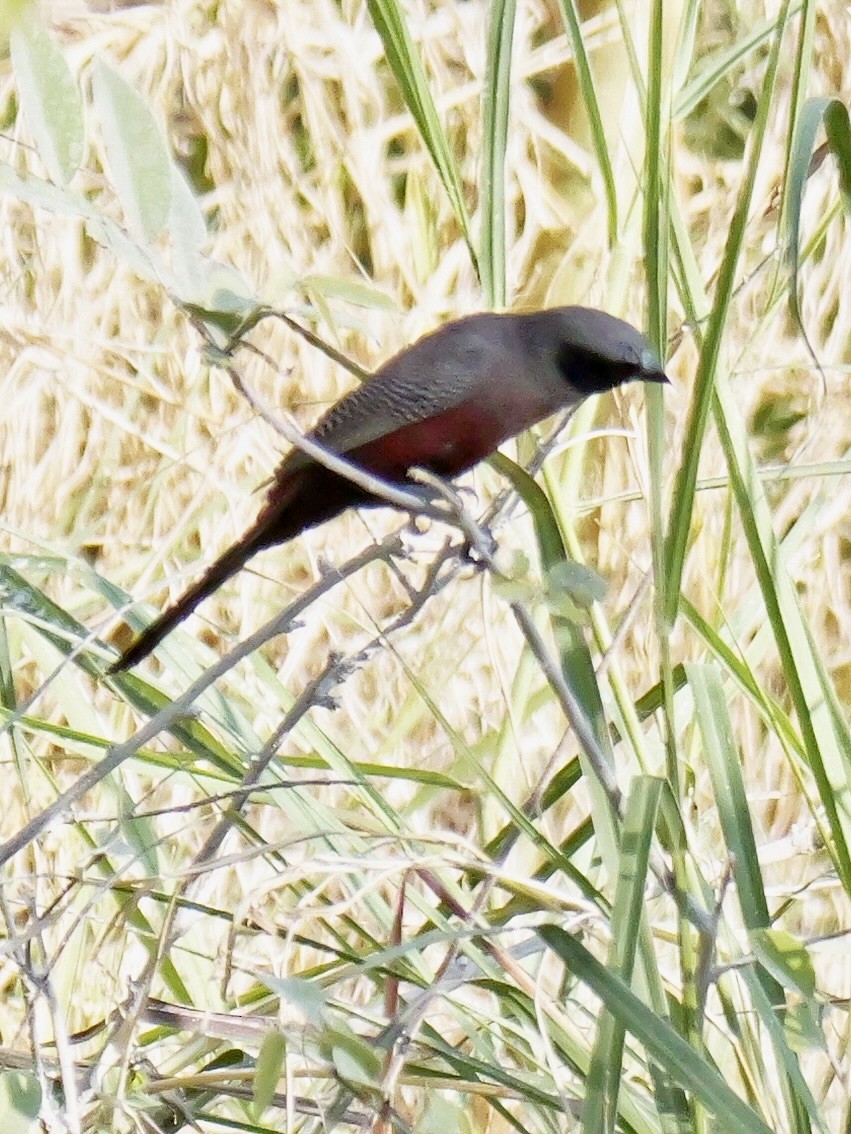 Black-faced Waxbill - ML627403471