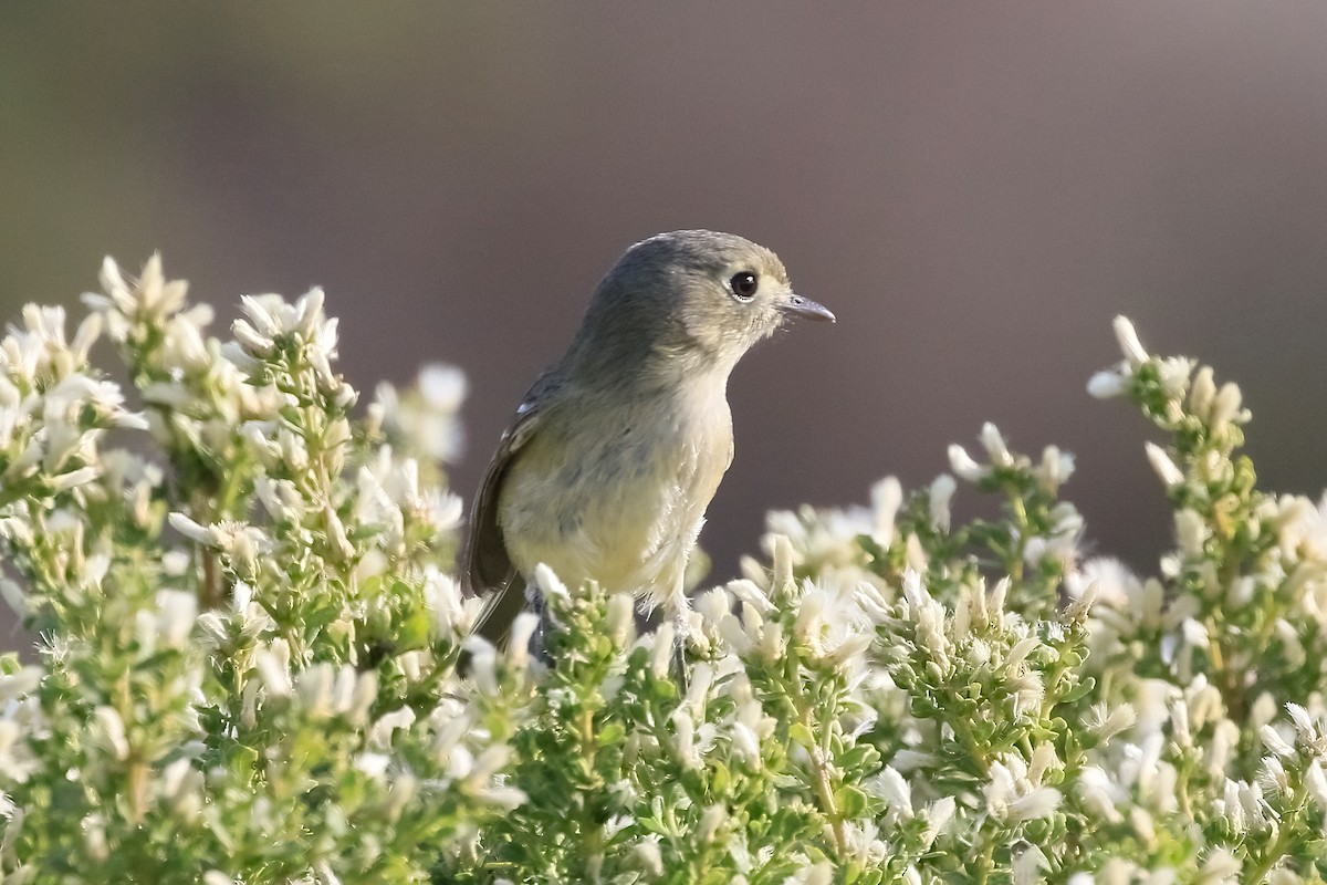 eikevireo - ML627403523