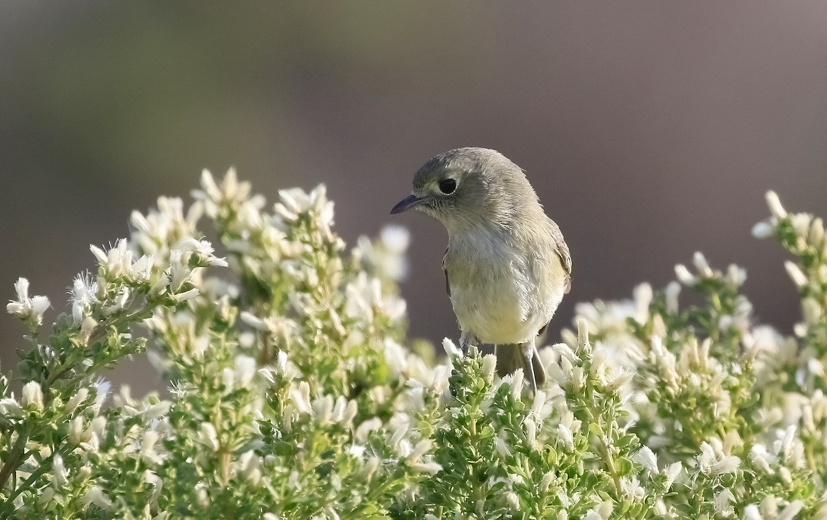 eikevireo - ML627403526