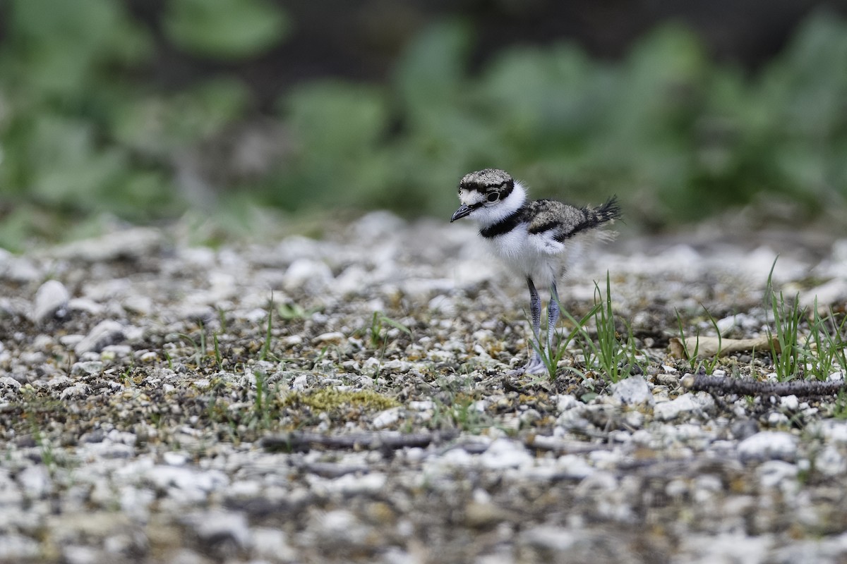 Killdeer - ML627403589