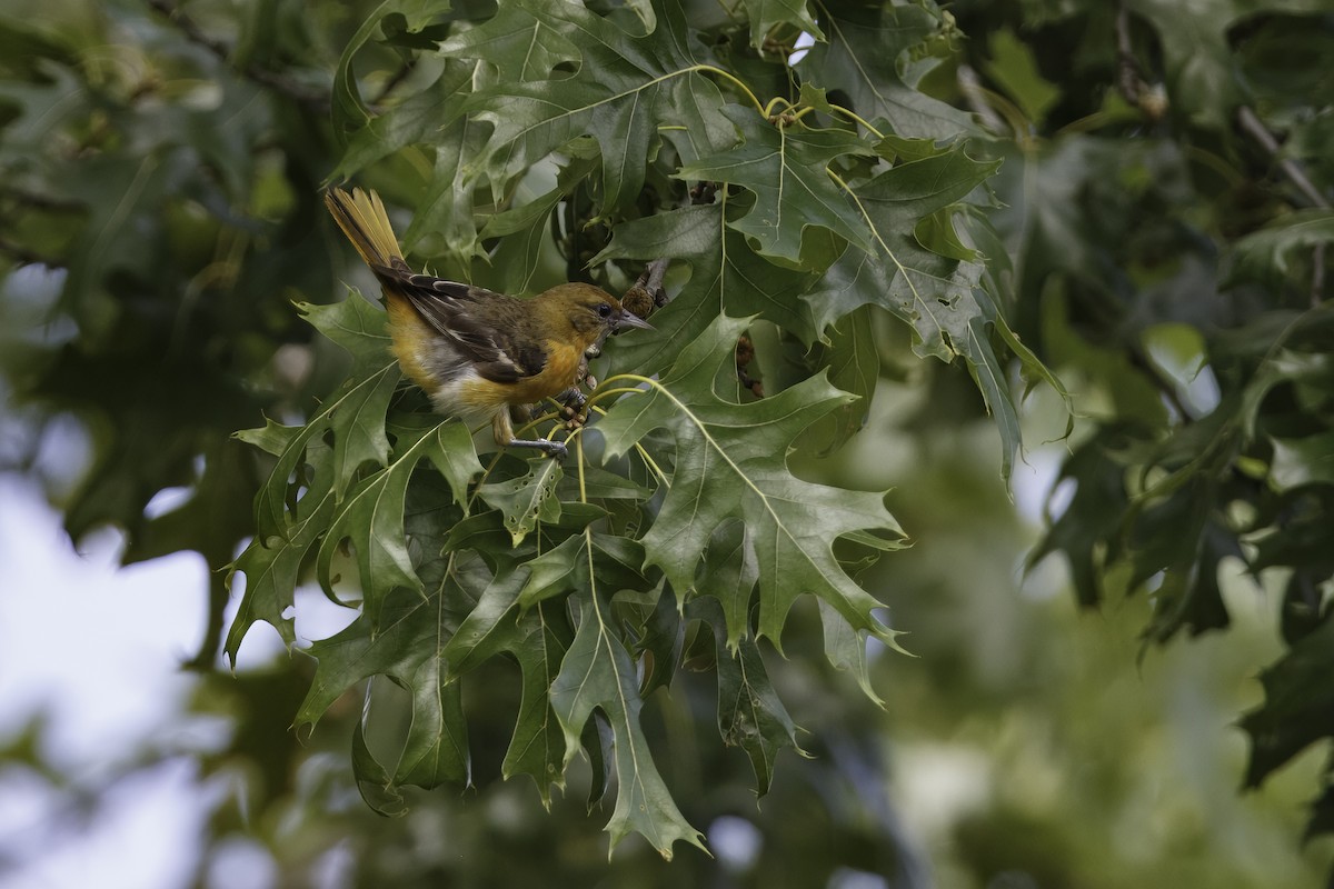 Baltimore Oriole - ML627403657