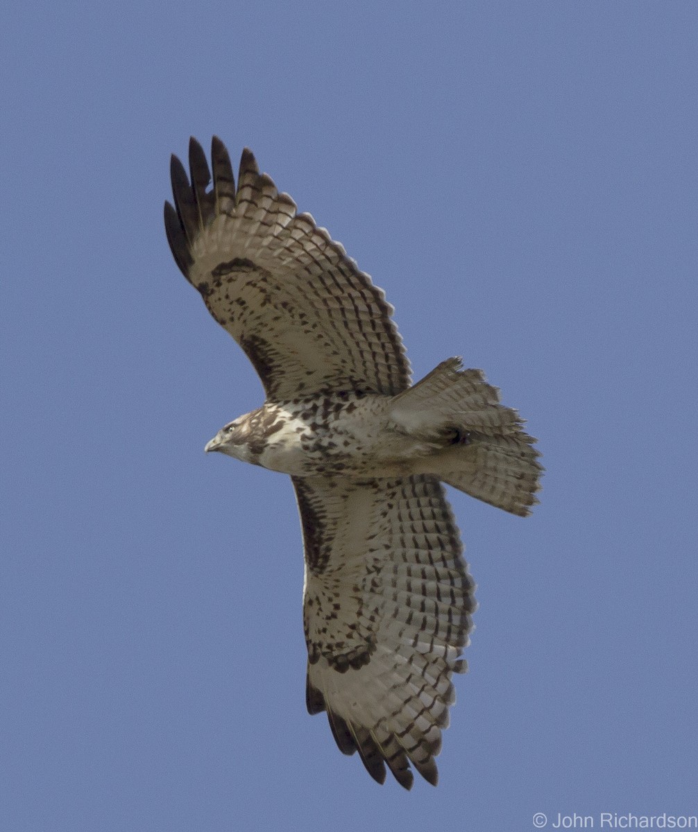 Red-tailed Hawk - ML627403917