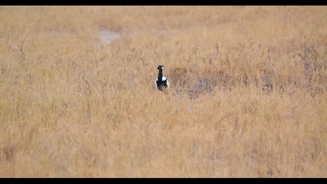White-quilled Bustard - ML627404100
