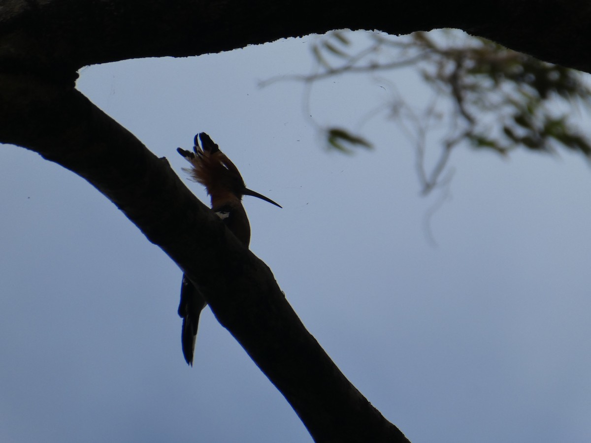 Madagascar Hoopoe - ML627404101