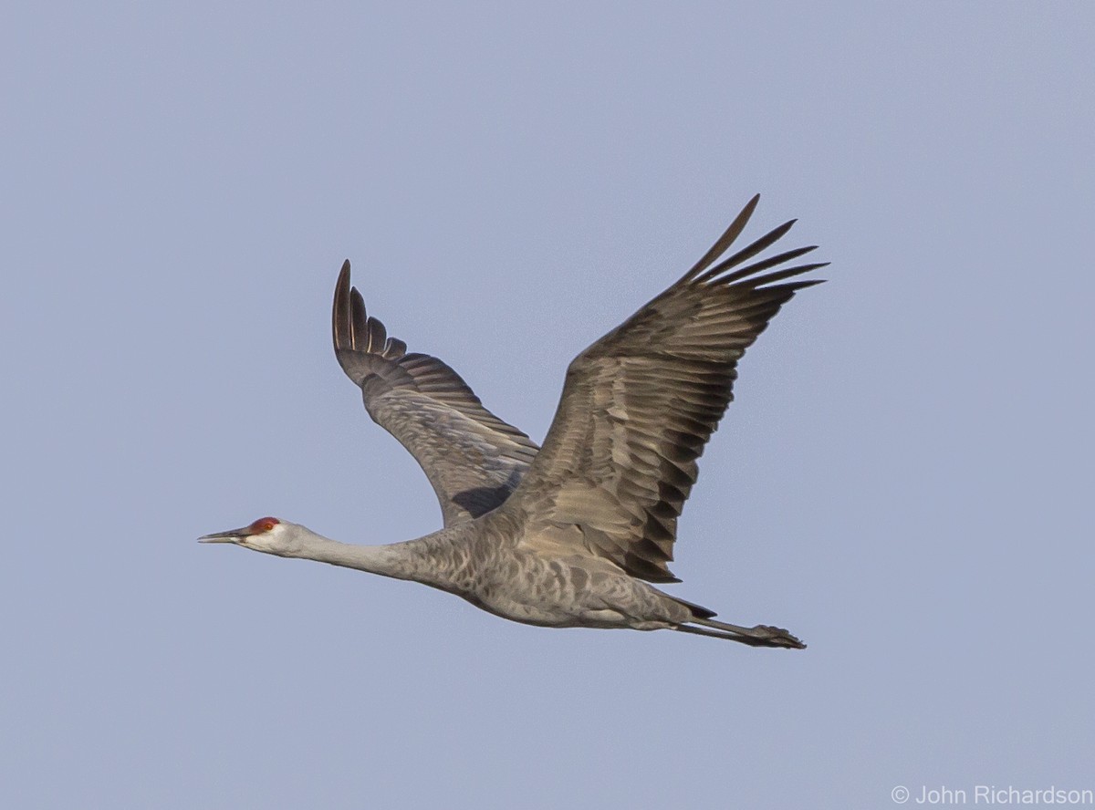 Sandhill Crane - ML627404199