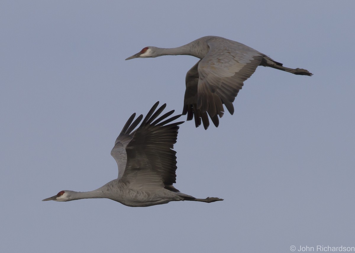 Sandhill Crane - ML627404200