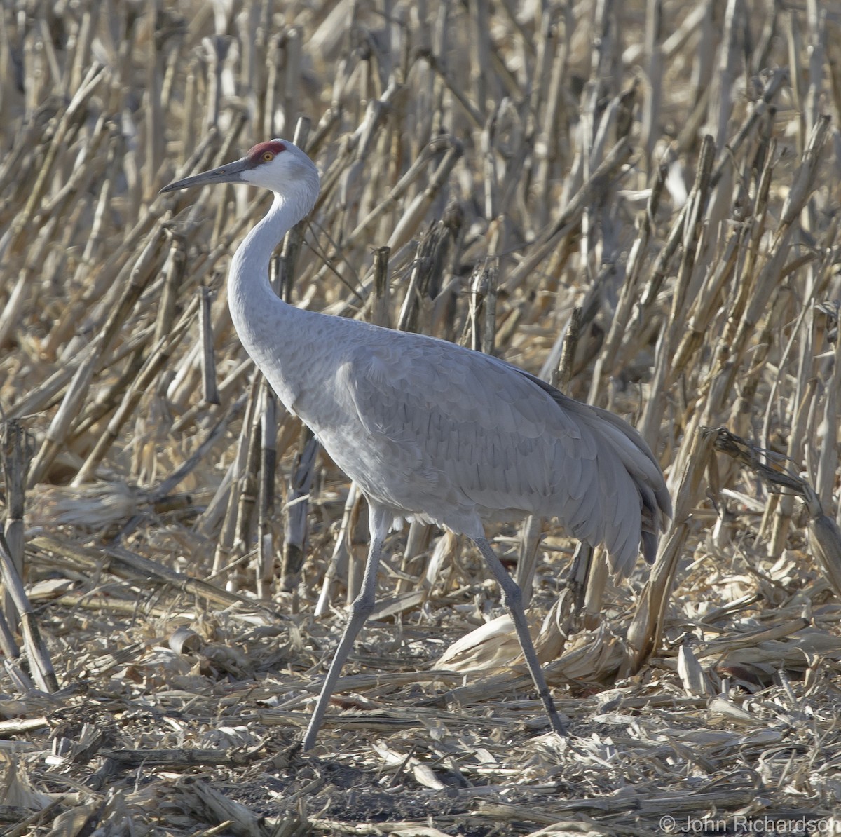 Sandhill Crane - ML627404201