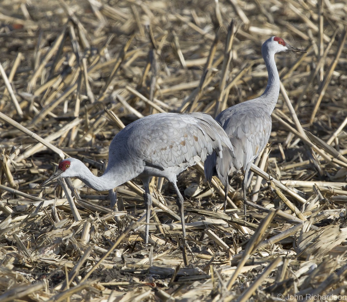 Sandhill Crane - ML627404202