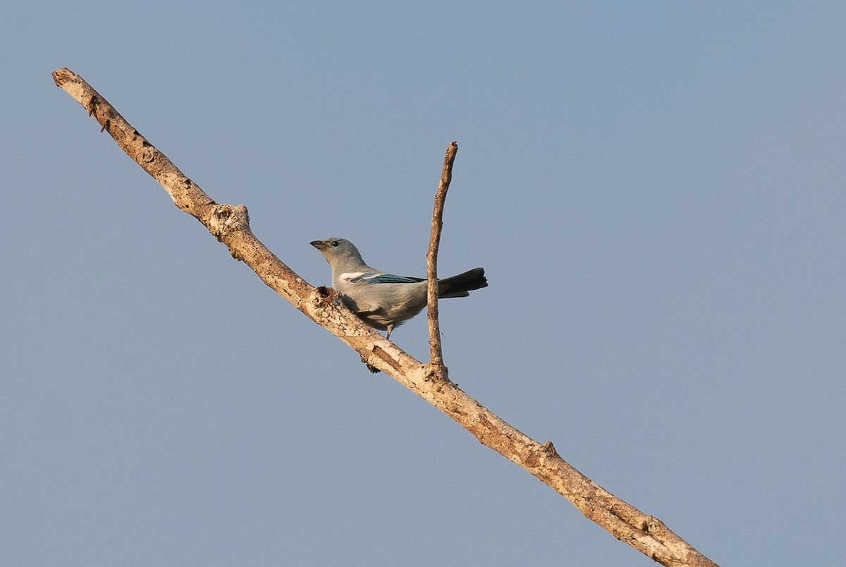 Blue-gray Tanager - ML627404382