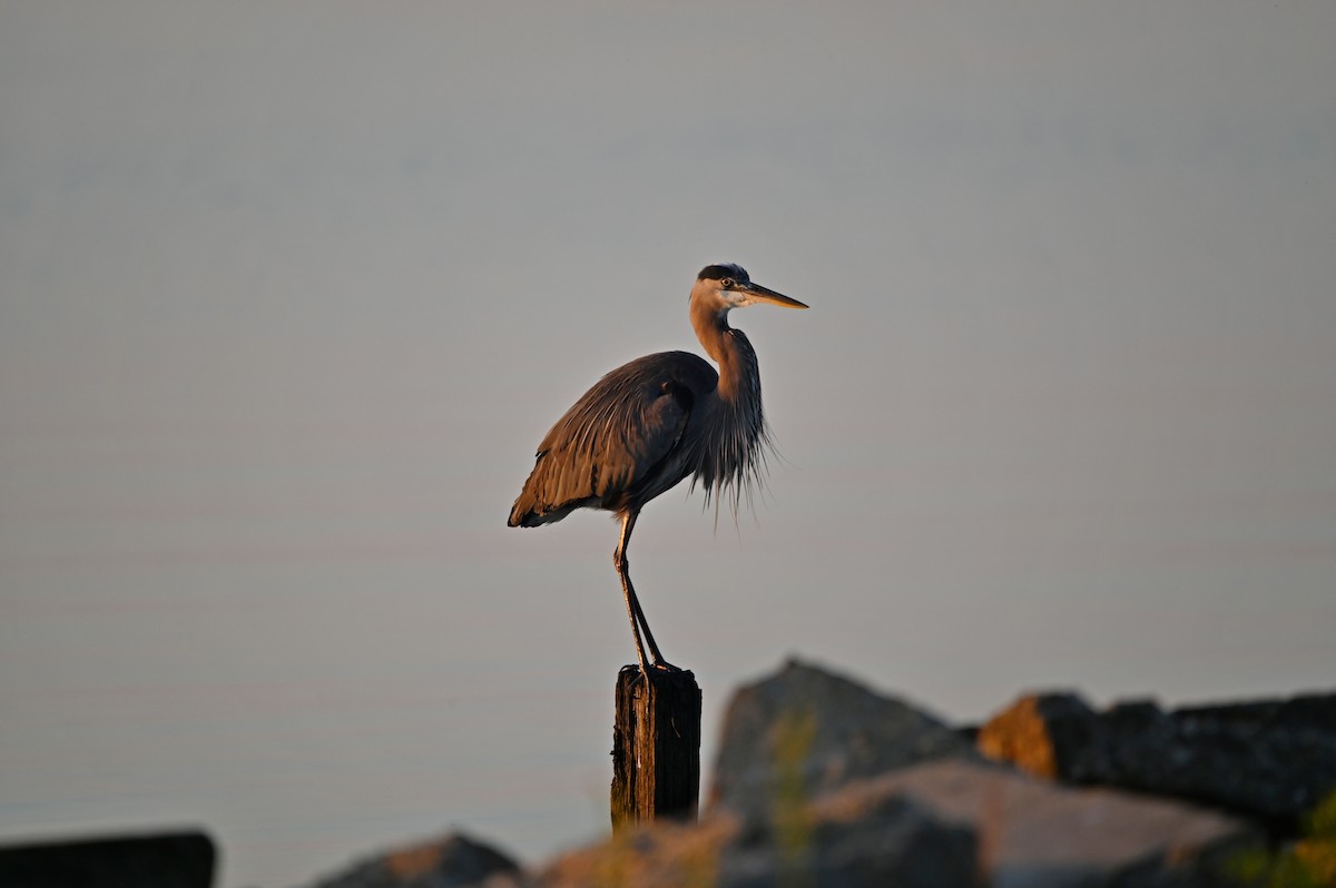 Great Blue Heron - ML627404531