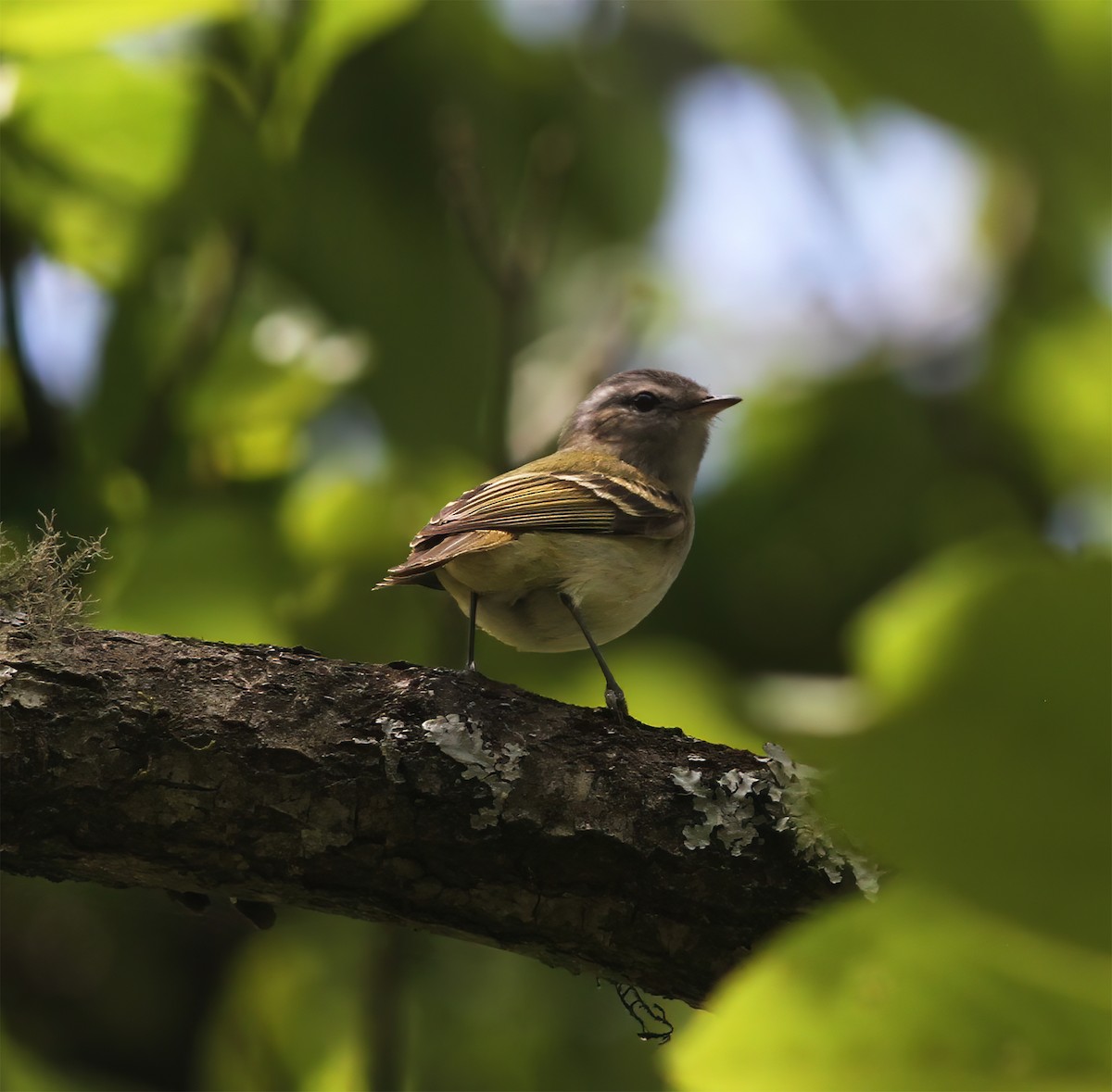 Buff-banded Tyrannulet - ML627404674