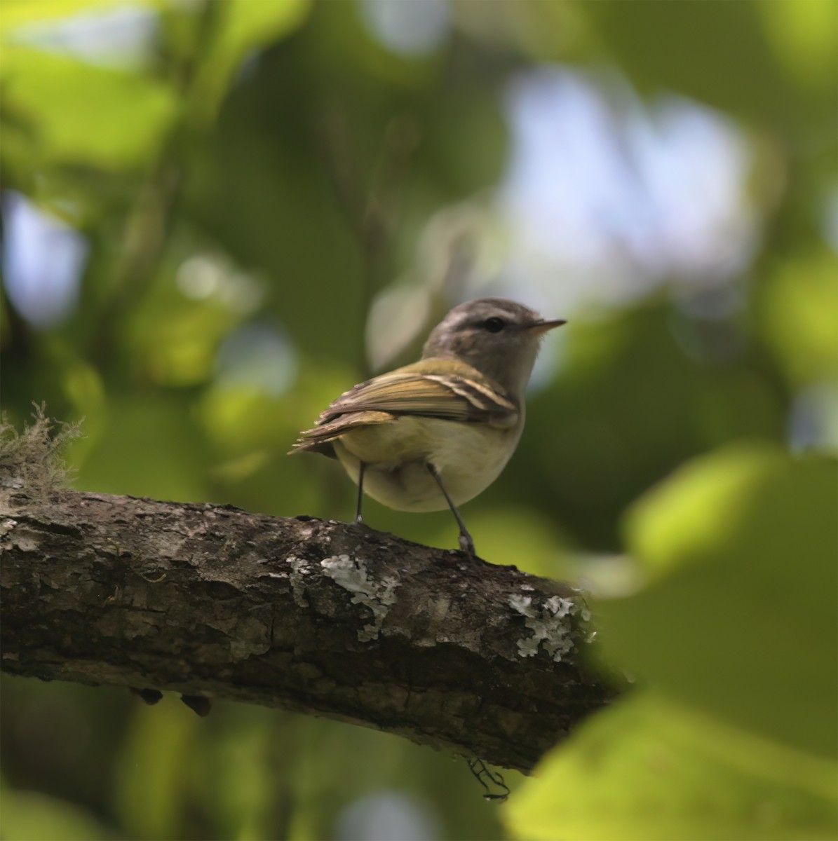 Buff-banded Tyrannulet - ML627404675
