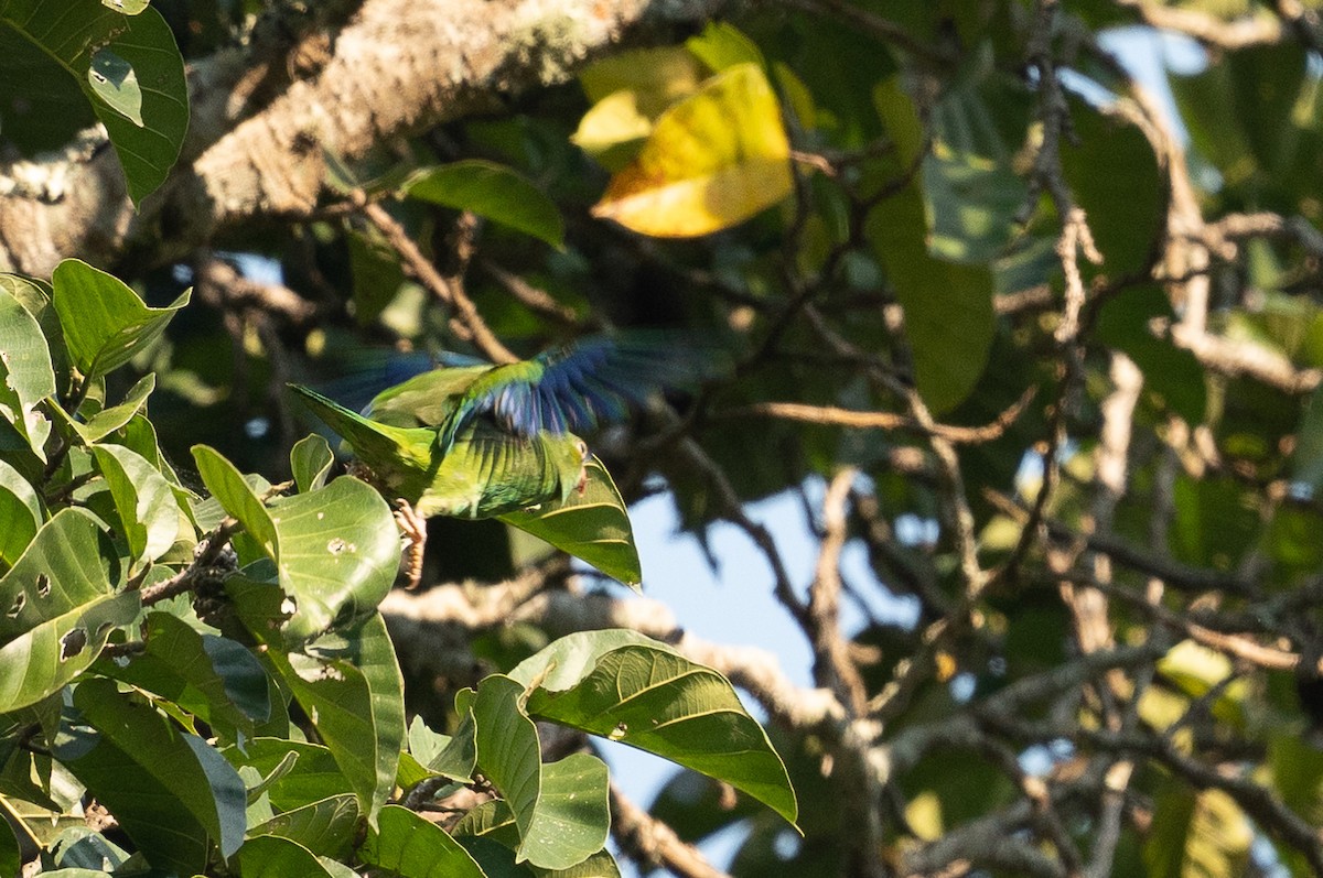 Cobalt-winged Parakeet - ML627404732