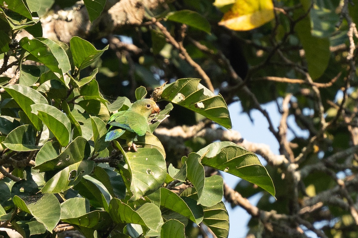 Cobalt-winged Parakeet - ML627404733