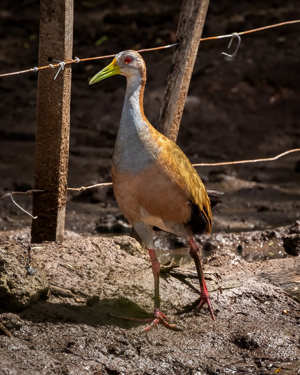 Giant Wood-Rail - ML627404736