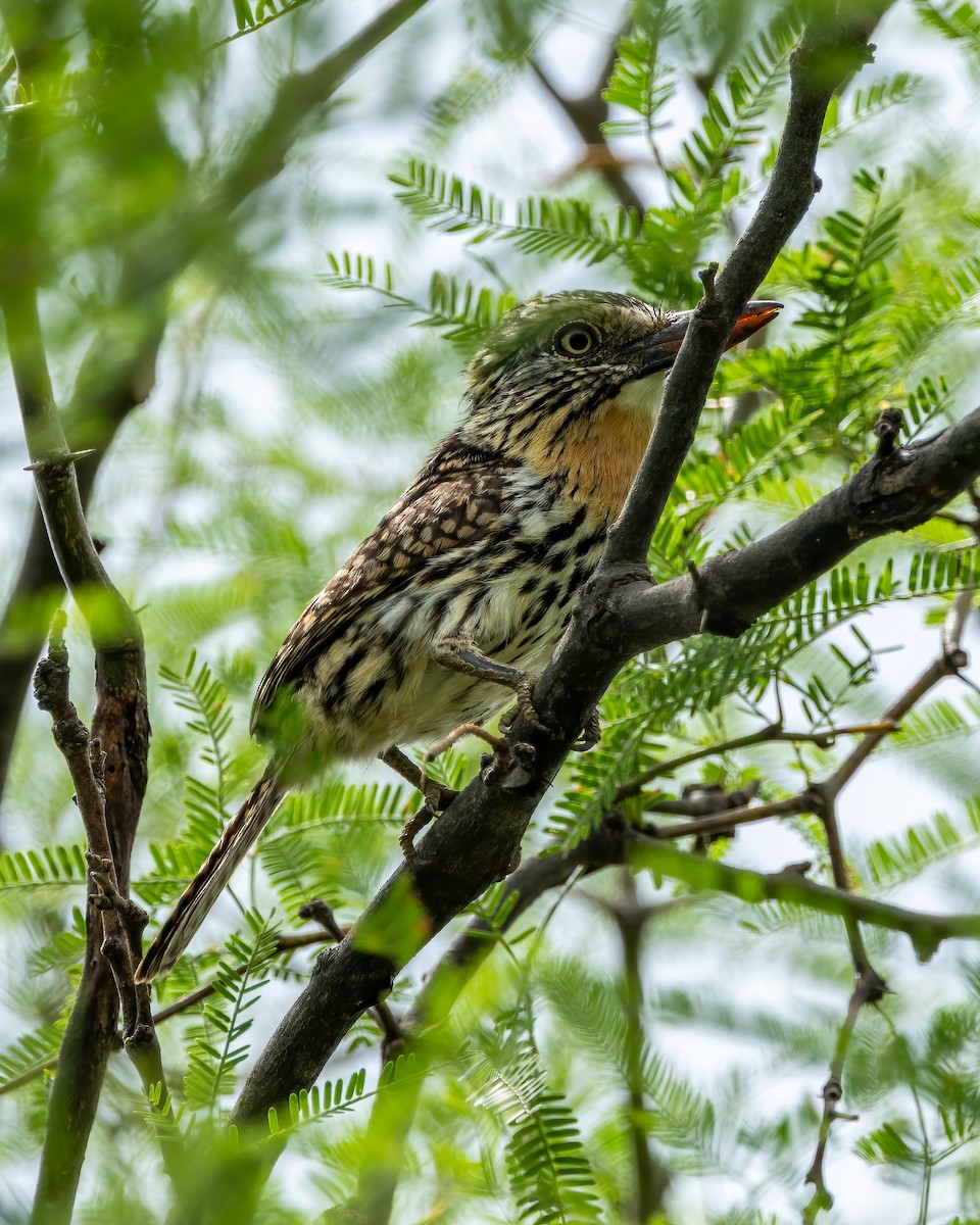 Spot-backed Puffbird - ML627404743