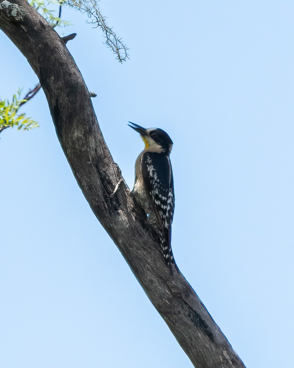 White-fronted Woodpecker - ML627404745