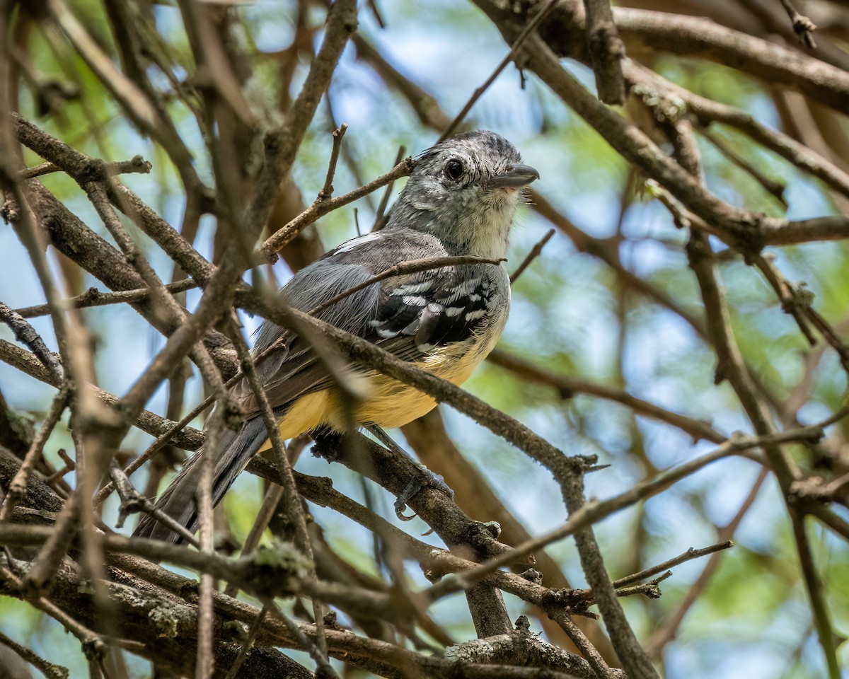 Variable Antshrike - ML627404749
