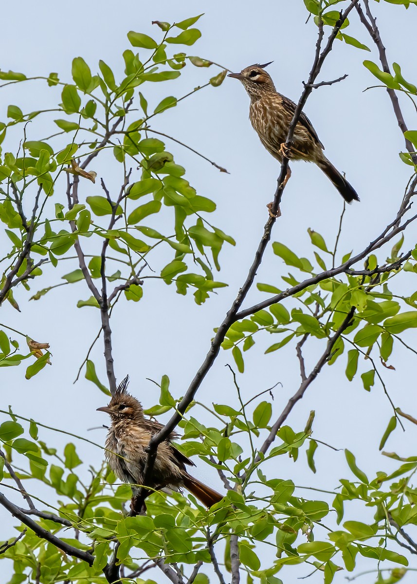 Lark-like Brushrunner - ML627404780