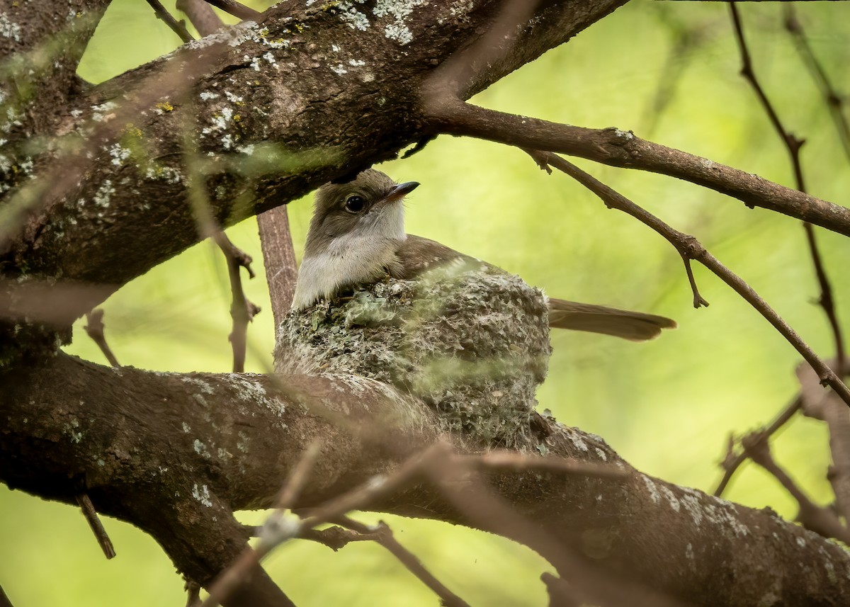 Large Elaenia - ML627404799