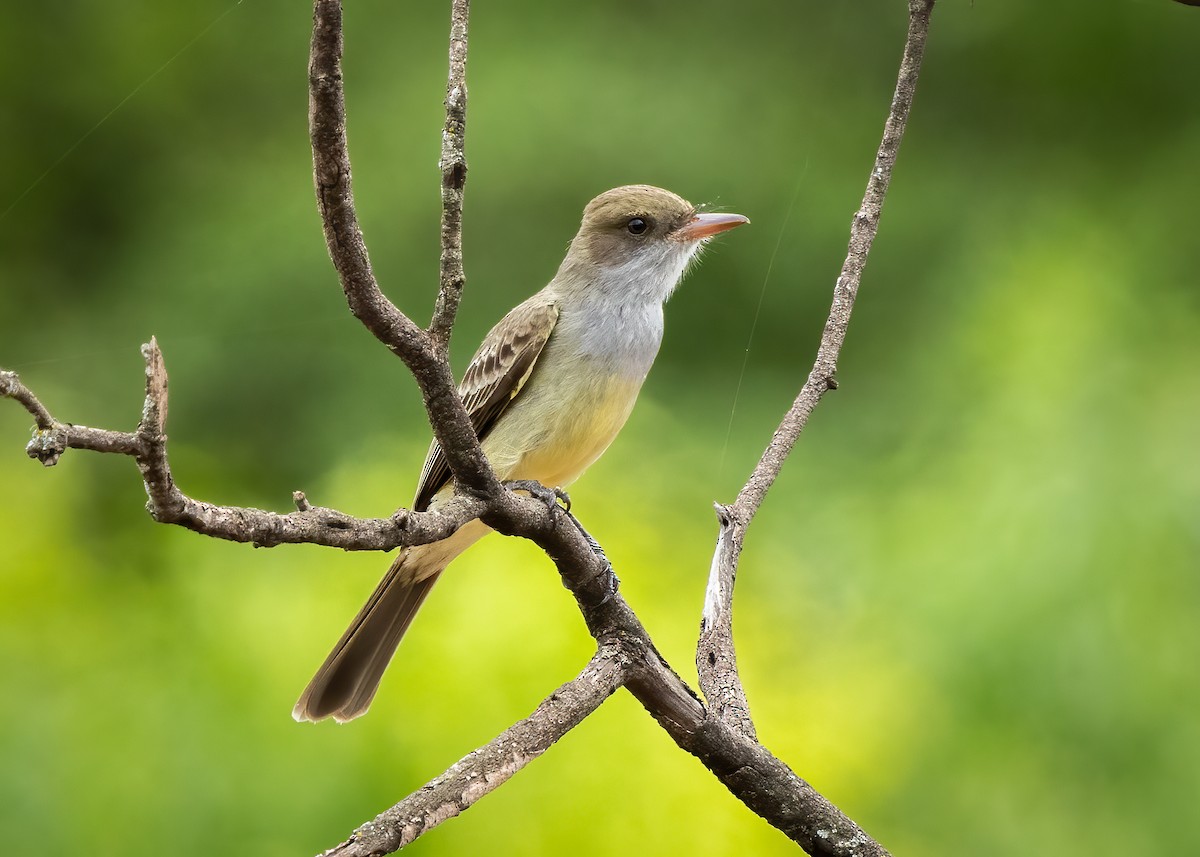 Swainson's Flycatcher - ML627404809