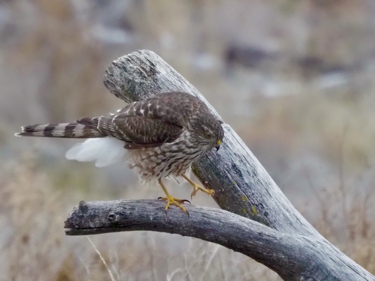 Sharp-shinned Hawk - ML627404844