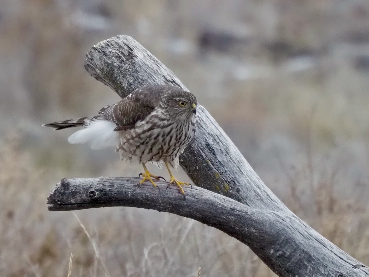 Sharp-shinned Hawk - ML627404852