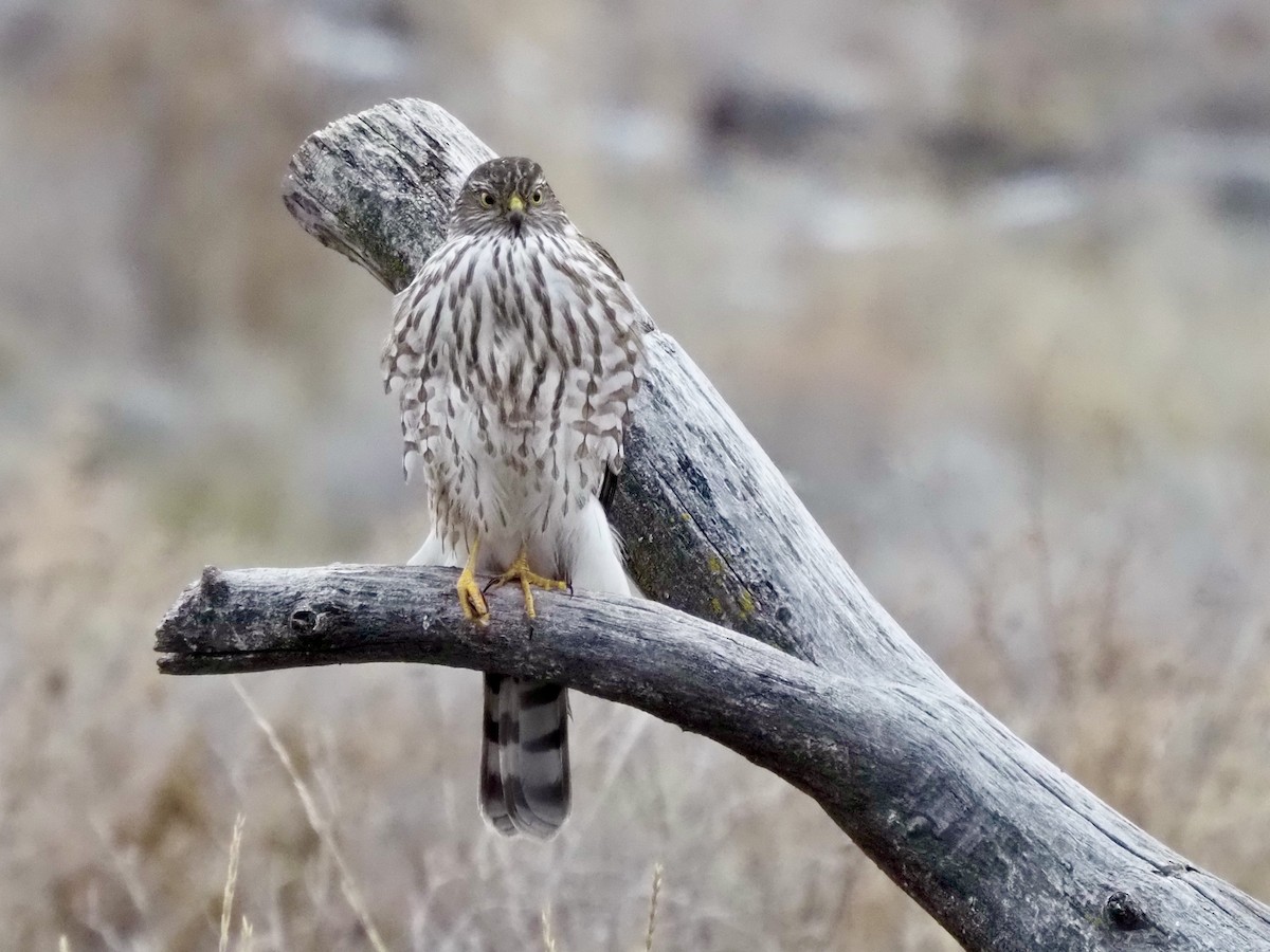 Sharp-shinned Hawk - ML627404861