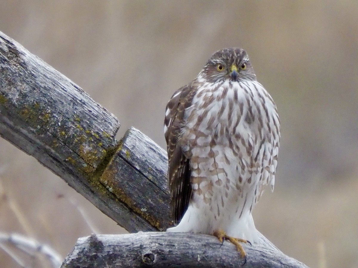 Sharp-shinned Hawk - ML627404873