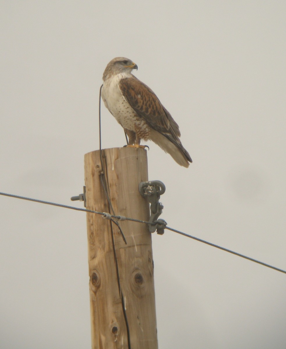 Ferruginous Hawk - ML627404958