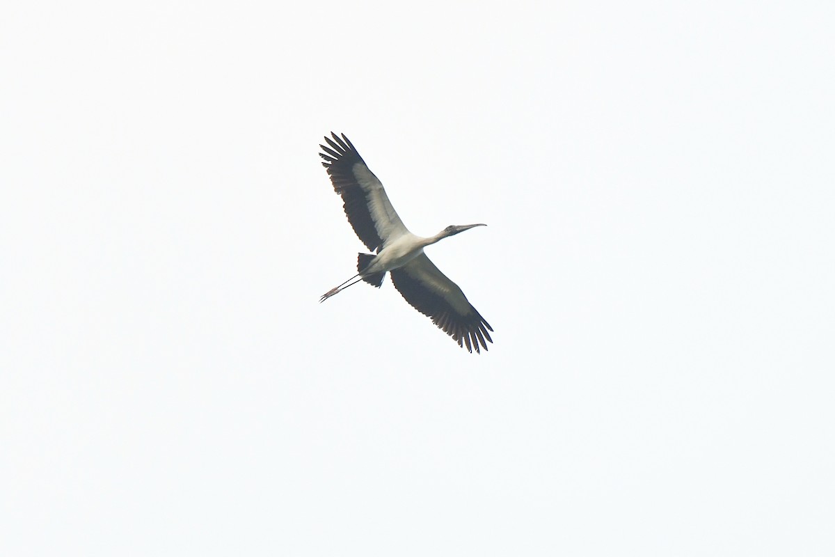 Wood Stork - ML627405078