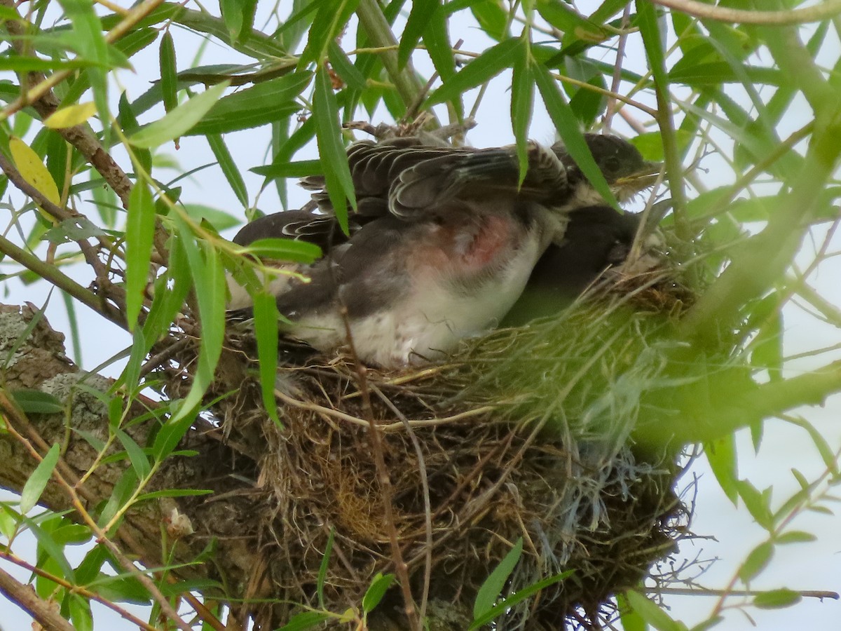Eastern Kingbird - ML627405102