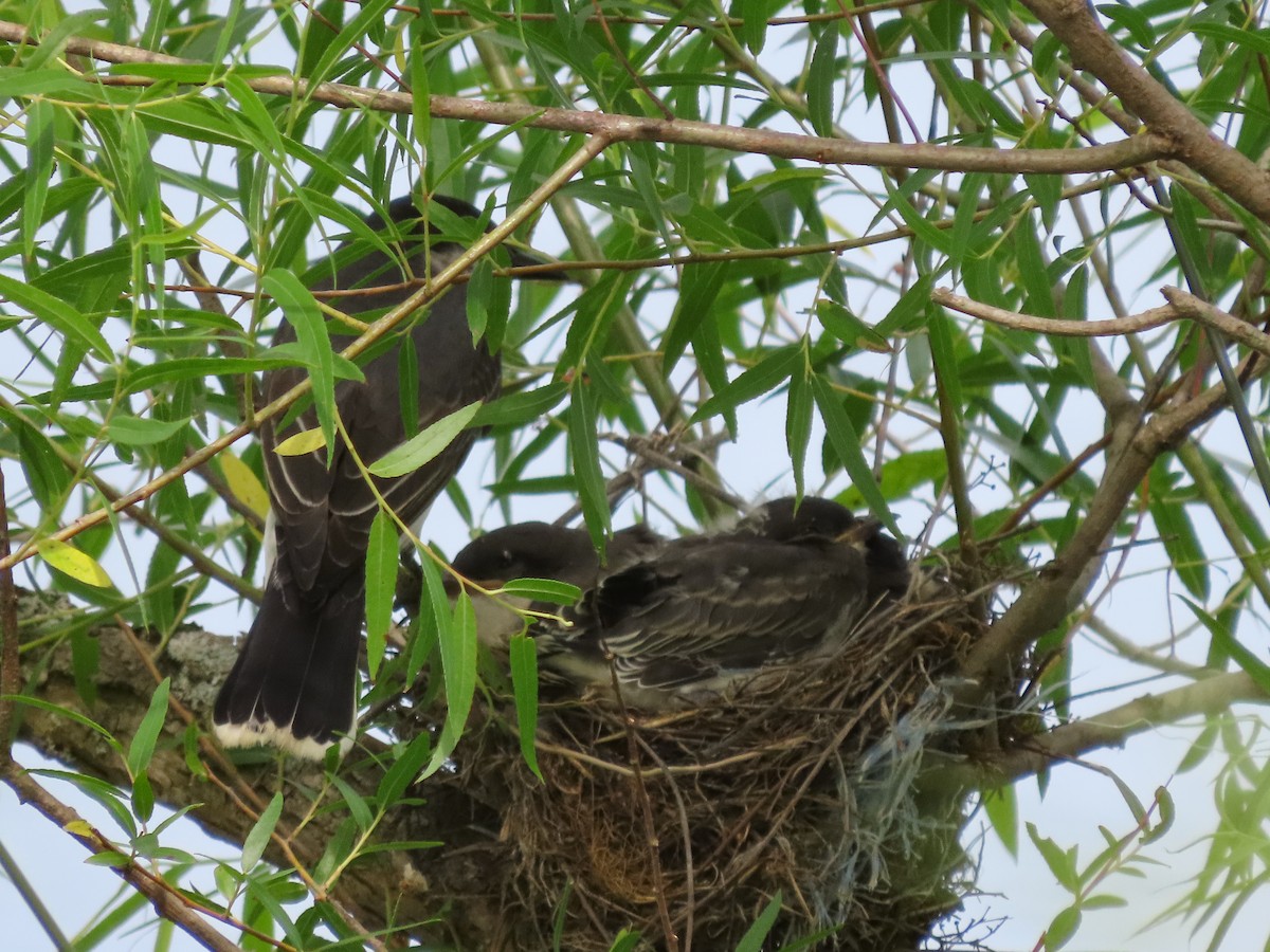 Eastern Kingbird - ML627405103