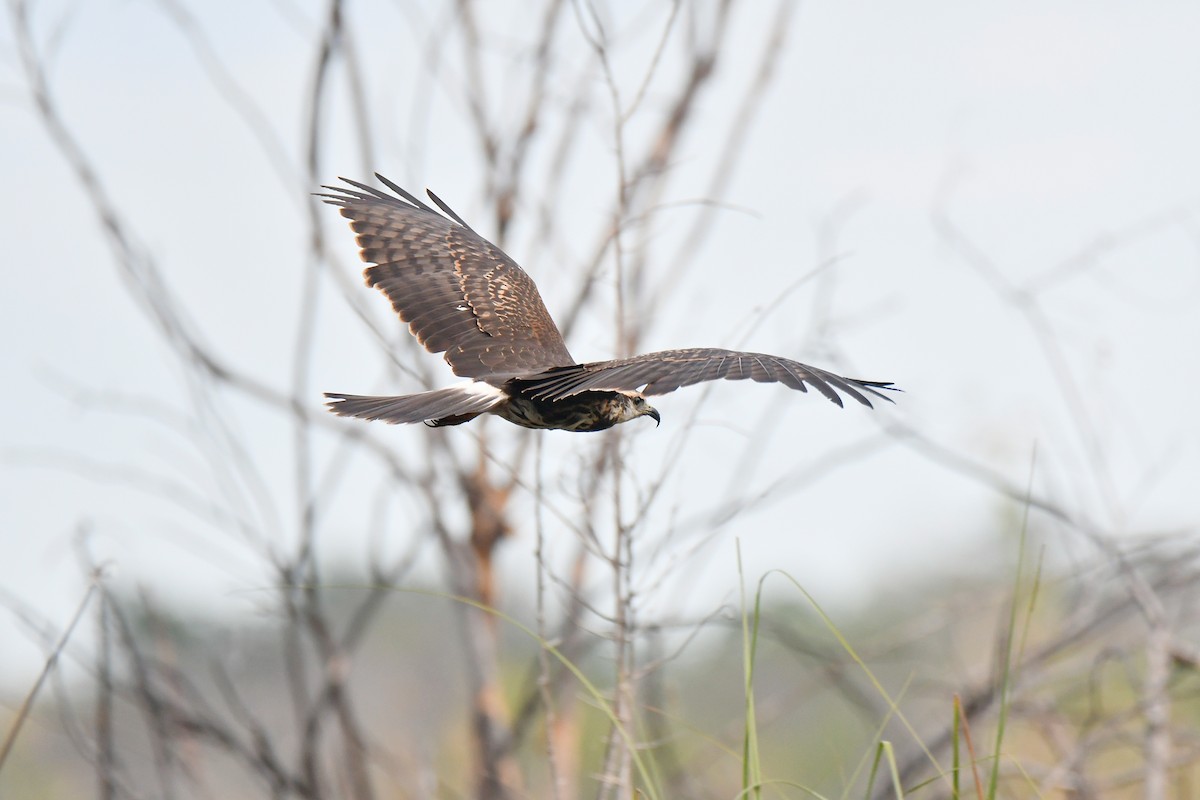 Snail Kite - ML627405166