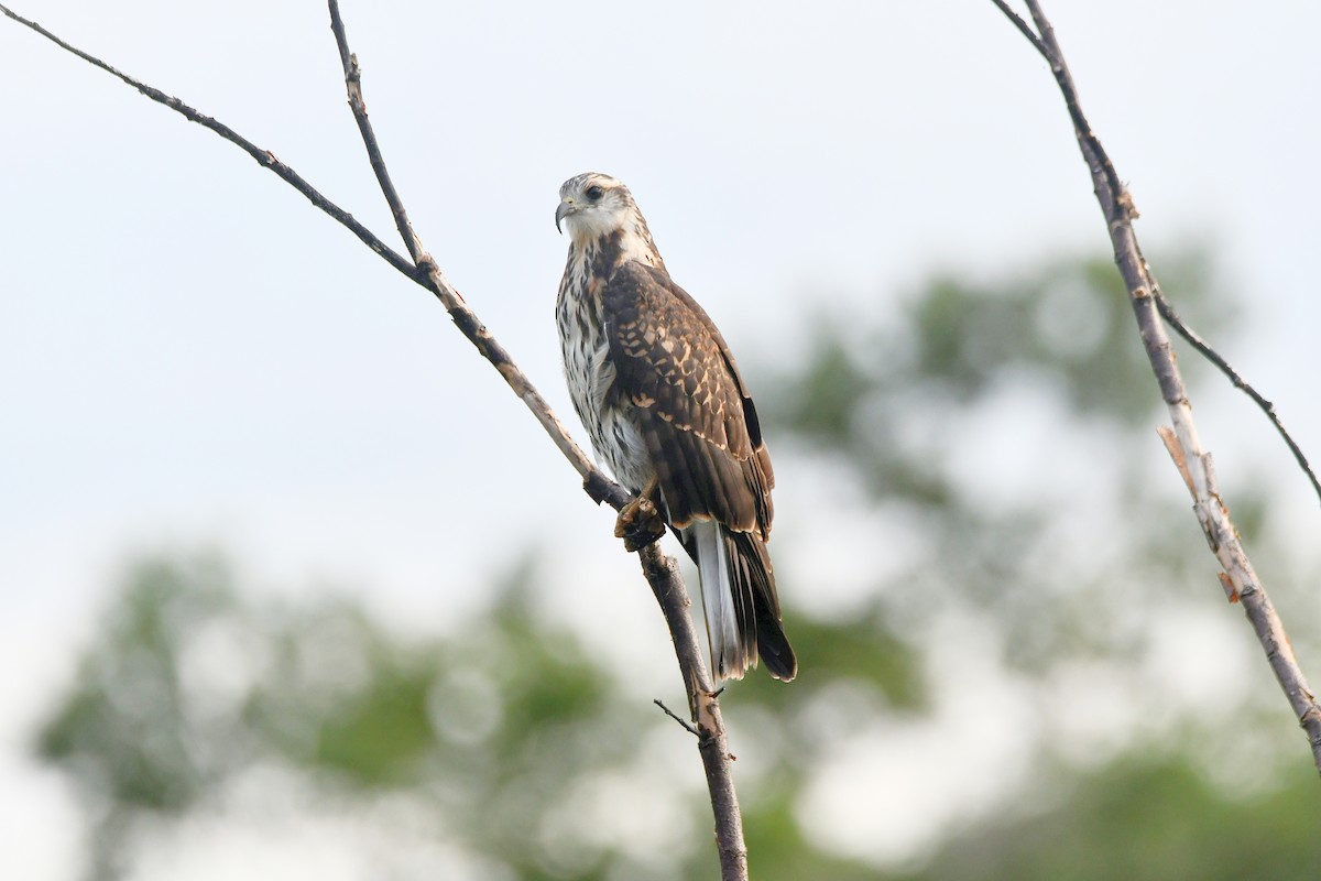 Snail Kite - ML627405167