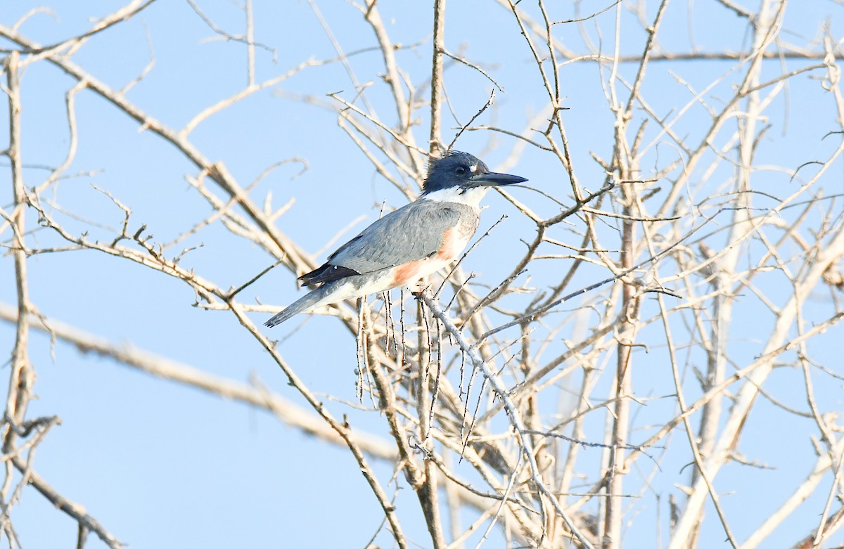 Belted Kingfisher - ML627405170