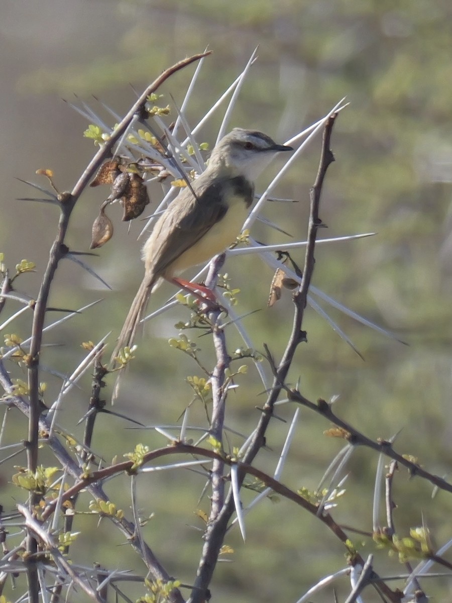 Prinia à plastron - ML627405290