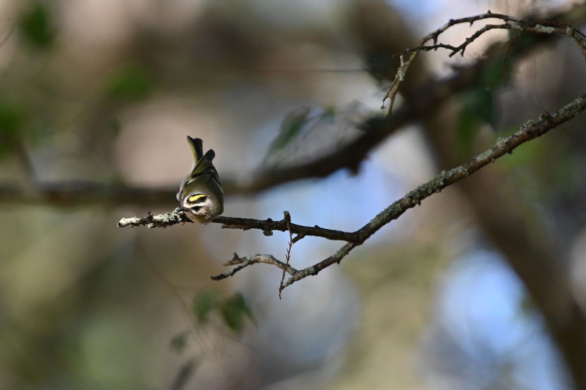 Golden-crowned Kinglet - ML627405530