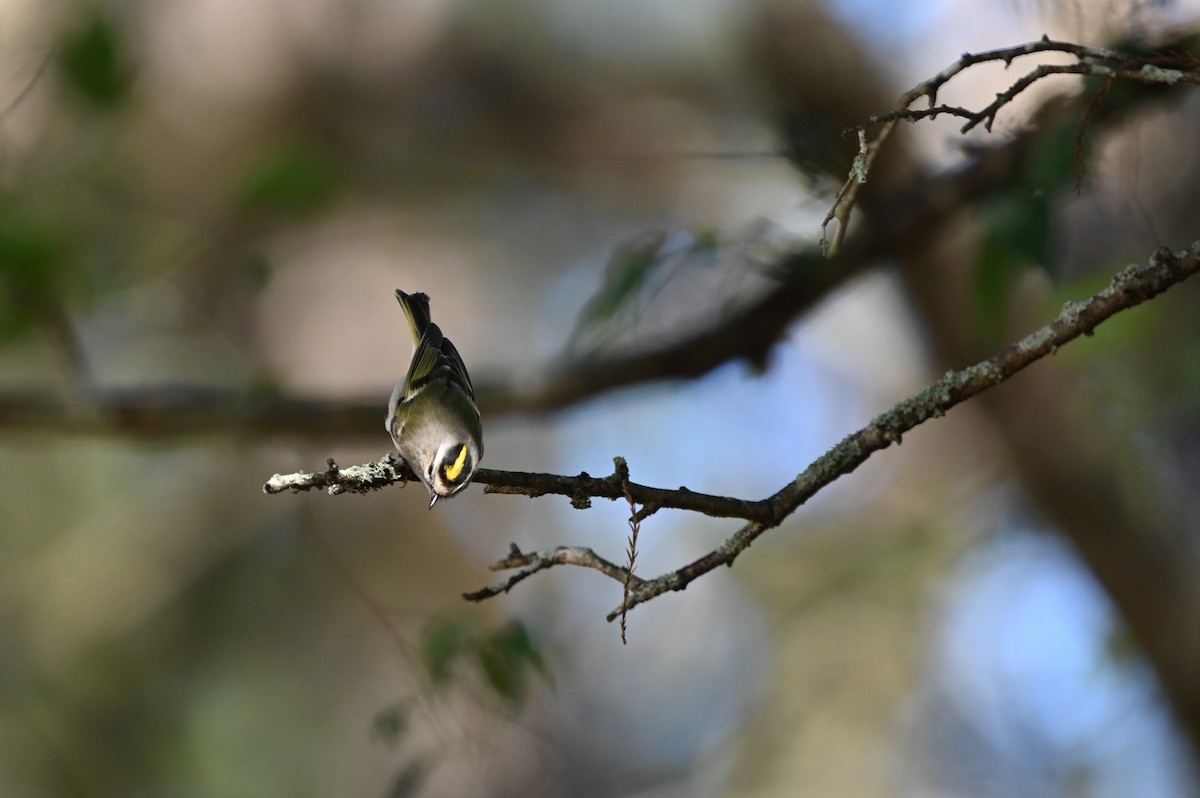 Golden-crowned Kinglet - ML627405531