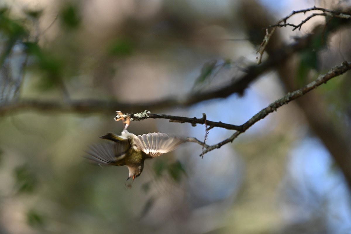 Golden-crowned Kinglet - ML627405532