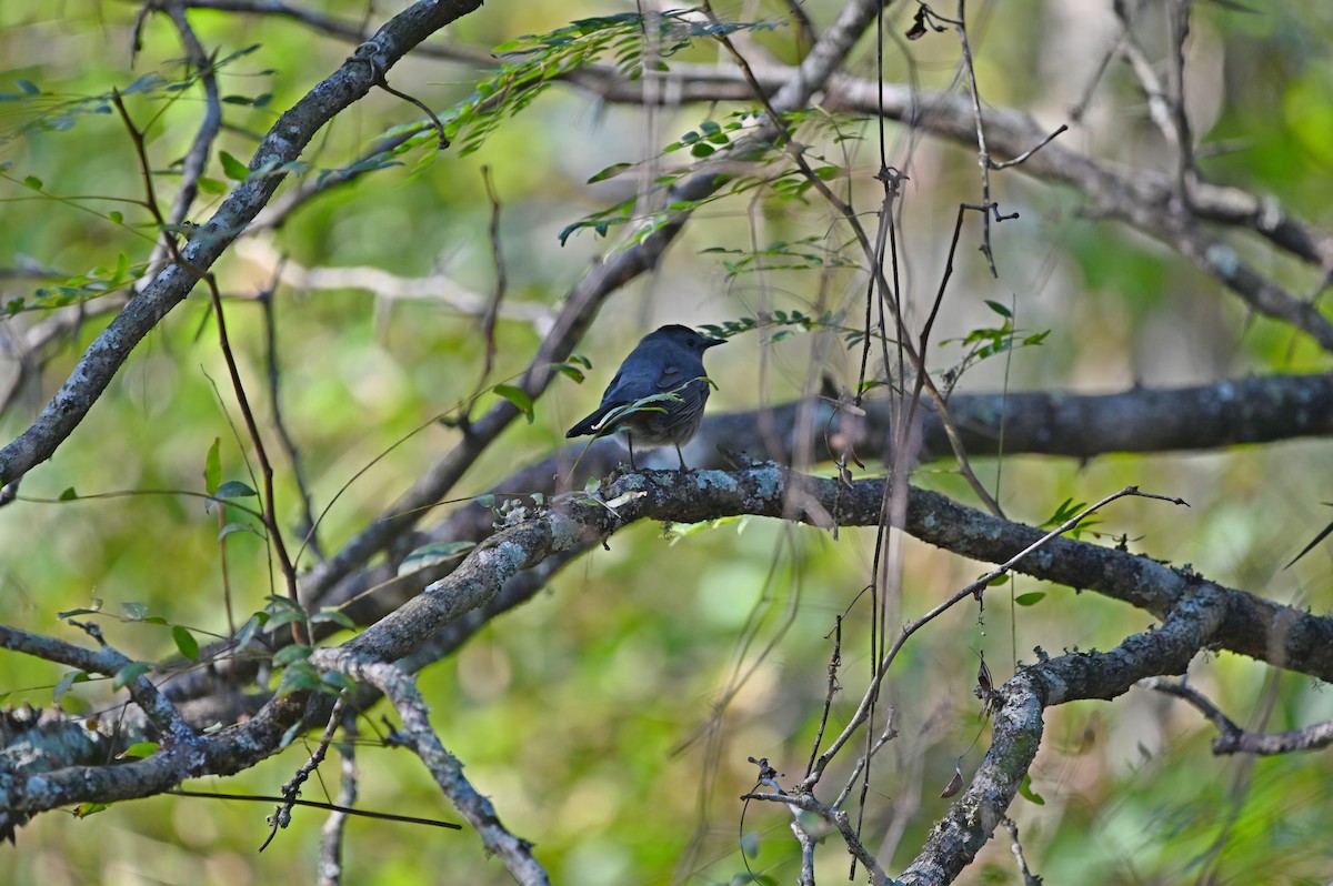 Gray Catbird - ML627405533