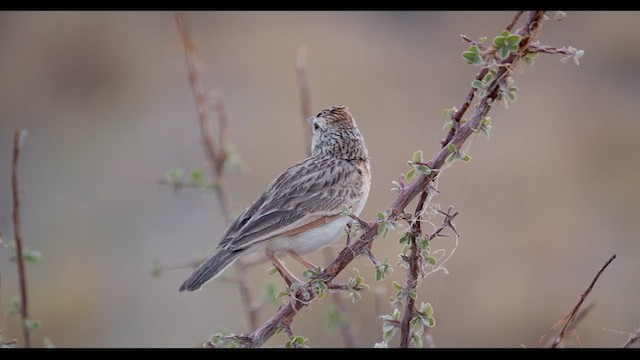 Rufous-naped Lark - ML627405543