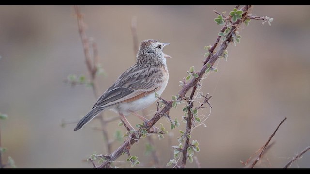 Rufous-naped Lark - ML627405544