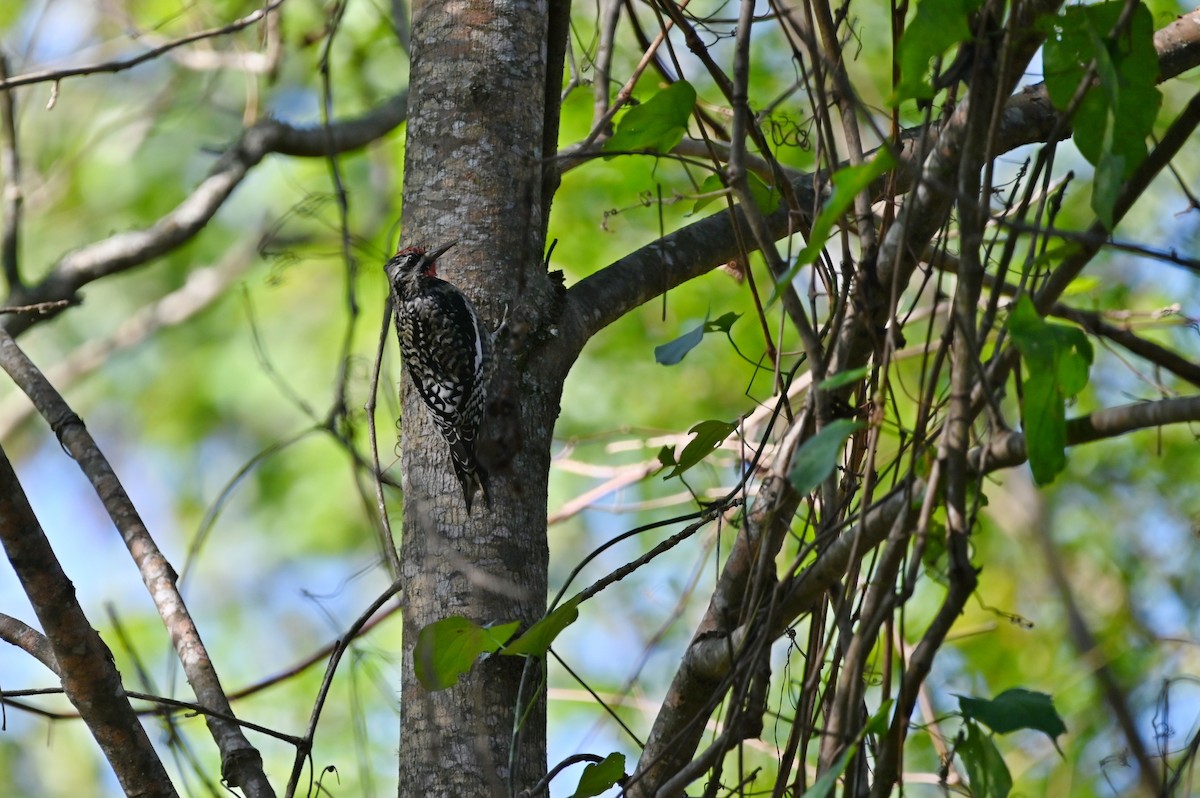 Yellow-bellied Sapsucker - ML627405553