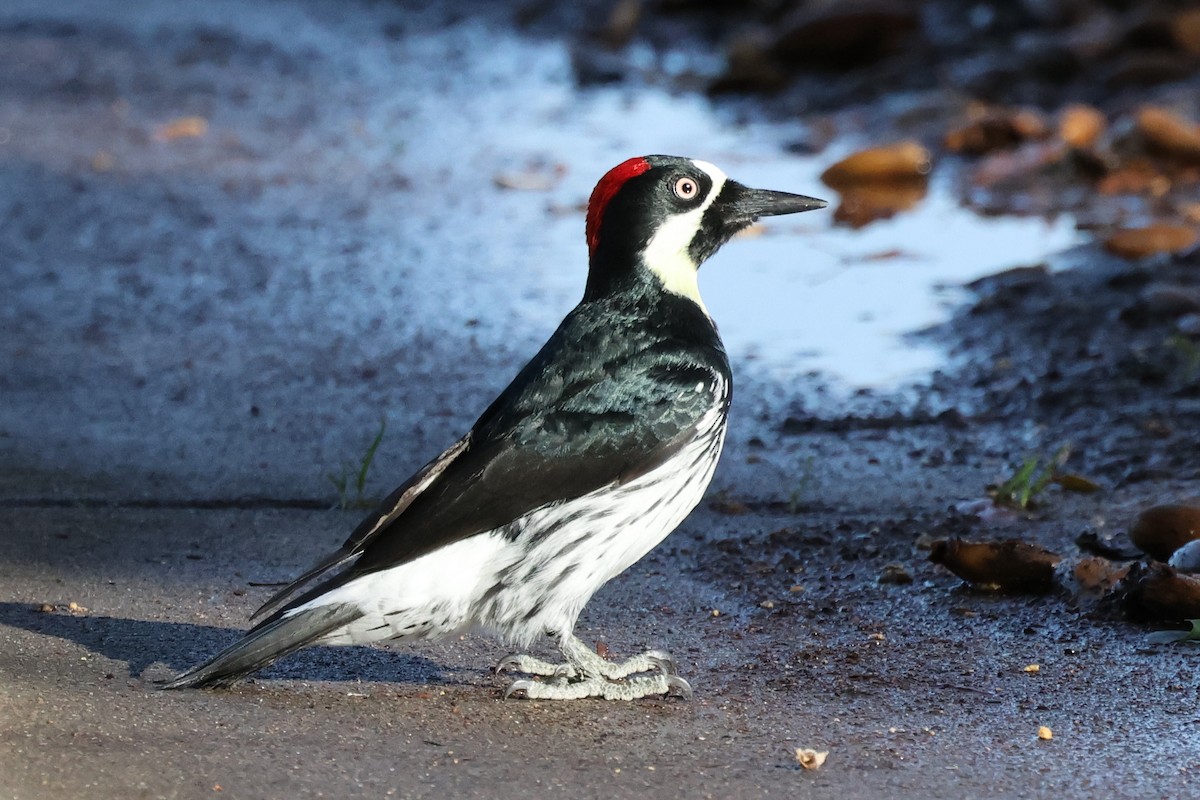 Acorn Woodpecker - ML627405687