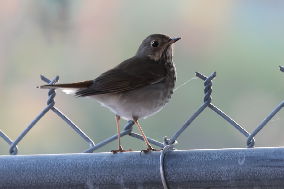 Hermit Thrush - ML627405723