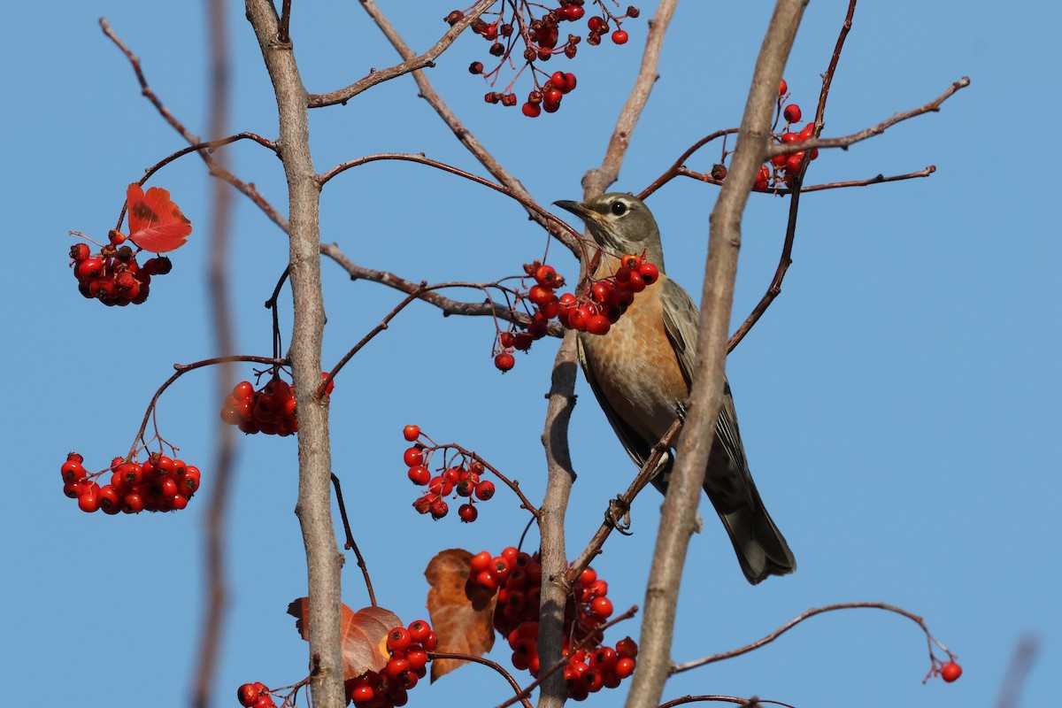 American Robin - ML627405822
