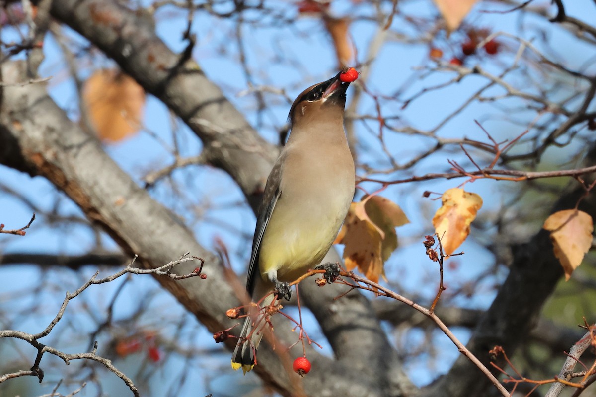 Cedar Waxwing - ML627405834